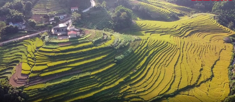 Ngắm ruộng bậc thang vàng rực mùa lúa chín ở Quảng Ninh